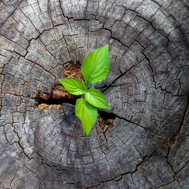 Glison Plant Growing In Tree Stump - Wrapped Canvas Photograph (76cm H x 76cm W x 3.8cm D)