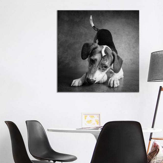 Portrait of a Mixed Dog Playing with a Tennis Ball - Wrapped Canvas Photograph (93.98cm H x 93.98cm W x 3.81cm D)
