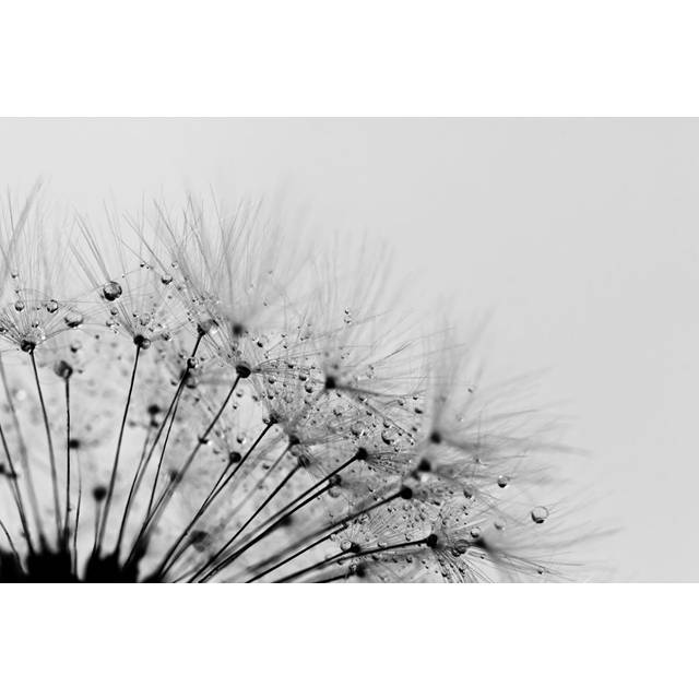 Dandelion by Julia_Sudnitskaya - Wrapped Canvas Photograph (20cm H x 30cm W)