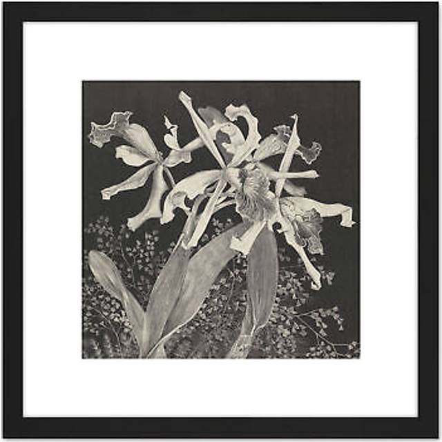 Hoytema Orchids Flower Petals Plant Bw Drawing 8X8 Inch Square Wooden Framed Wall Art Print Picture with Mount - Black - One Size