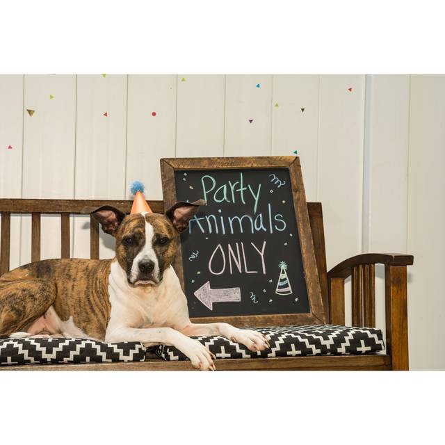 Cute Birthday Dog by Jasonondreicka - Wrapped Canvas Photograph (30cm H x 46cm W)