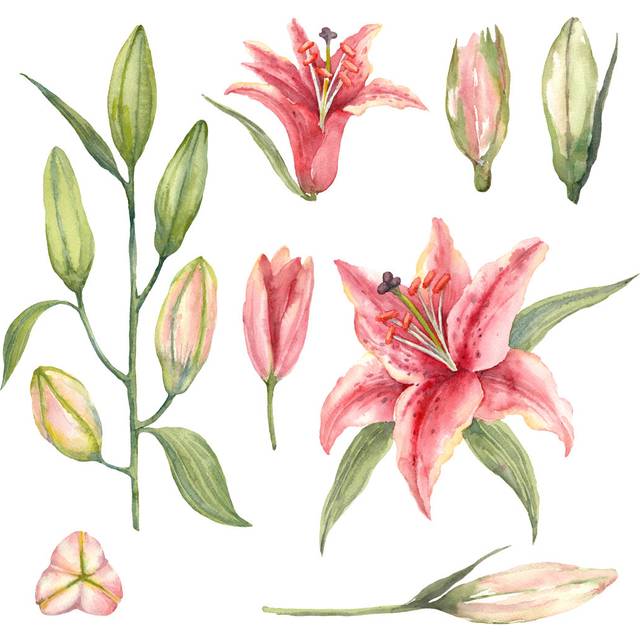 Pink Stargazer Lilies - Wrapped Canvas Painting (76cm H x 76cm W x 3.8cm D)