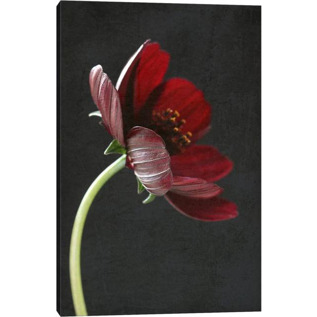 Chocolate Cosmos Flower I by Alyson Fennell - Wrapped Canvas Graphic Art (30.48cm H x 20.32cm W)