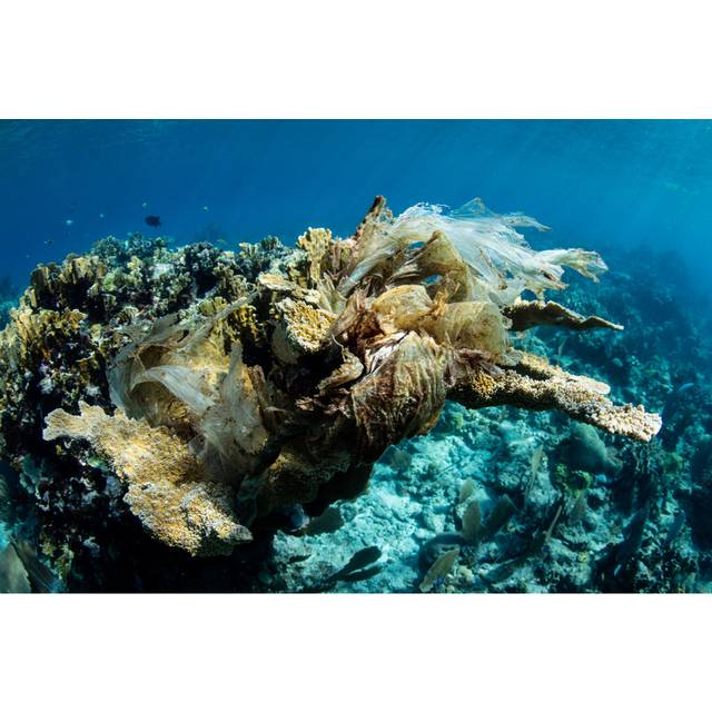 Plastic Covering Elkhorn Coral - Wrapped Canvas Print (20cm H x 30cm W x 3.8cm D)