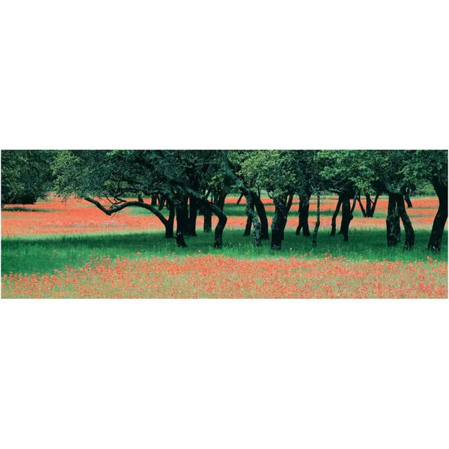 Indian Paintbrushes and Scattered Oaks, Texas Hill Co, Texas, USA - Wrapped Canvas Panoramic Photograph (30.48 cm H x 91.44 cm W x 3.175 cm D)
