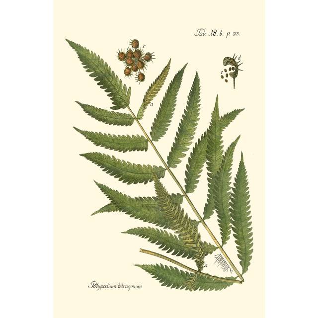 Small Antique Fern II by Vision Studio - Wrapped Canvas Art Prints (46cm H x 30cm W x 3.8cm D)