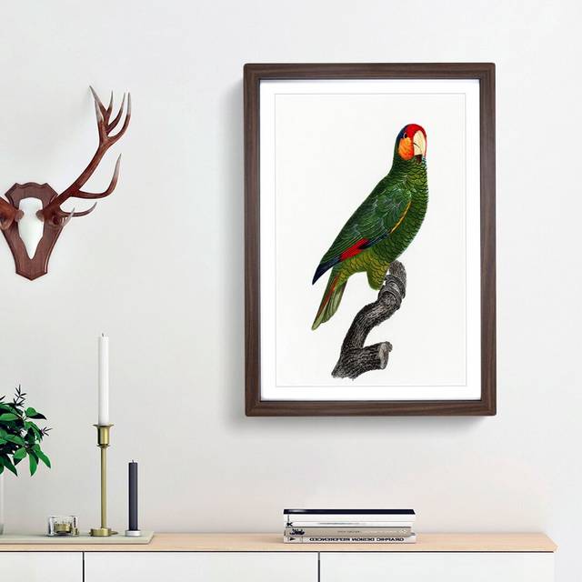Red-Lored Amazon Parrot by F. Levaillant - Picture Frame Painting Print - Walnut Framed (36cm H x 27cm W x 2cm D)