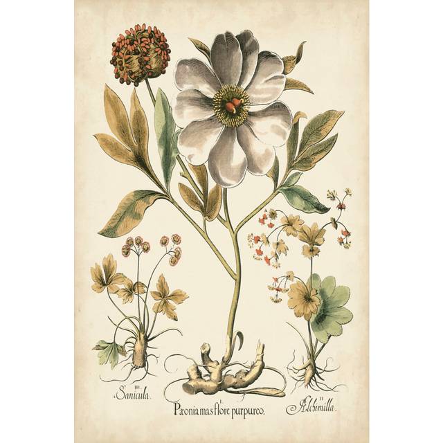 Ivory Peonies II by Basilius Besler - Wrapped Canvas Graphic Art (30cm H x 20cm W x 3.8cm D)