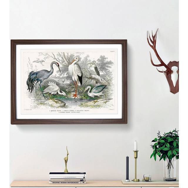 Crane, Stork, Egret & Heron by Oliver Goldsmith - Picture Frame Painting Print - Walnut Framed (27cm H x 36cm W x 2cm D)
