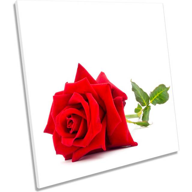 Single Rose Flower - Wrapped Canvas Painting - White;Red (60cm H x 60cm W x 2cm D)