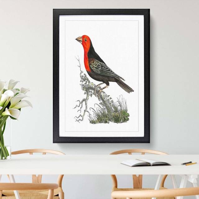 Abyssinian Plant-Cutter Bird by George Shaw - Picture Frame Painting - Black (50cm H x 35cm W x 2cm D)