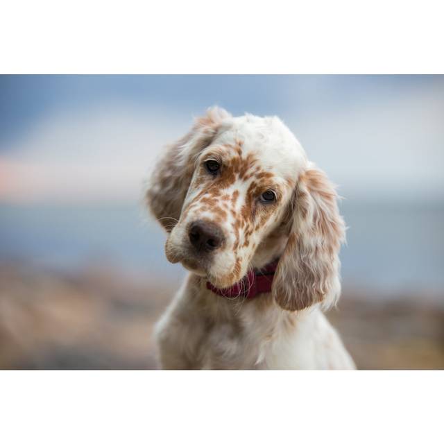 Pictures Of English Setter Puppies. (20cm H x 30cm W x 3.8cm D)
