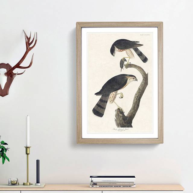 Sharp-Shinned Hawks by John Audubon - Picture Frame Painting Print - Oak Framed (36cm H x 27cm W x 2cm D)