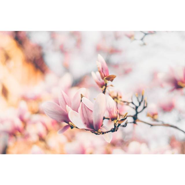 Beautiful Magnolia Flowers in Morning Sun by Uliu - Wrapped Canvas Photograph (20.32cm H x 30.48cm W)