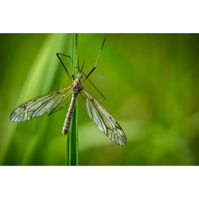 Baggara Fly by Mheim3011 - Print (51cm H x 76cm W x 3.8cm D)
