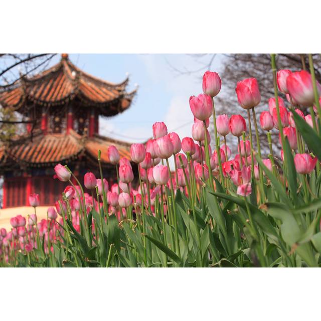 Nolensville China Construction And Tulip by Thinkdo - Print (20cm H x 30cm W x 3.8cm D)
