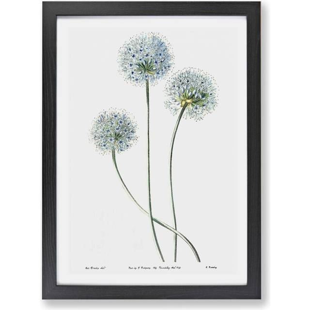 'Dandelion Flowers' - Picture Frame Painting Print on Paper - Black (33cm H x 45cm W x 2cm D)