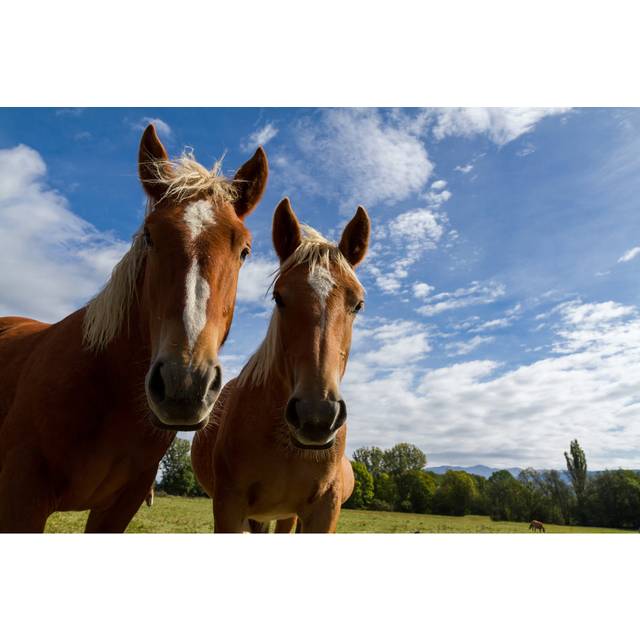 Ilkest Horses by Digoarpi - Print (20cm H x 30cm W x 3.8cm D)