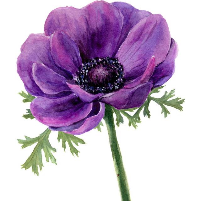 Realistic Botanical by Lillasam - Wrapped Canvas Art Prints - Green;Purple (30cm H x 30cm W x 3.8cm D)