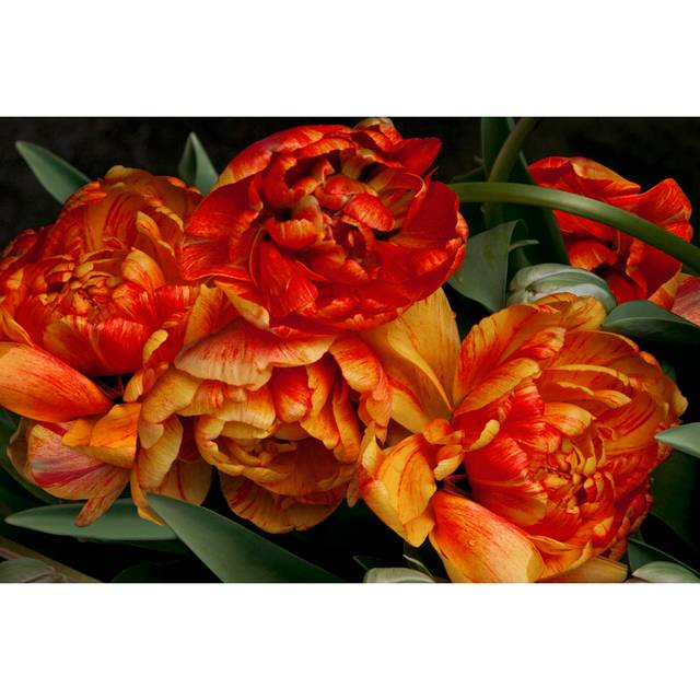 Old World Tulips I - Wrapped Canvas Art Prints (20cm H x 30cm W x 3.8cm D)