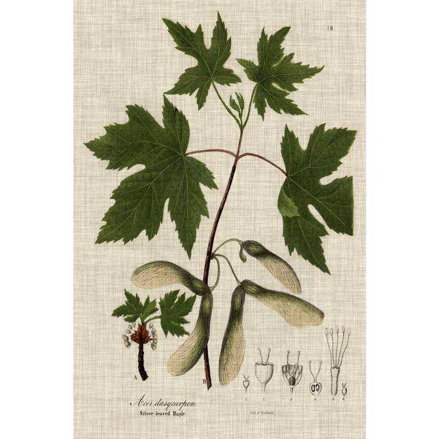 Linen & Leaves II by Vision Studio - Wrapped Canvas Art Prints (30cm H x 20cm W)