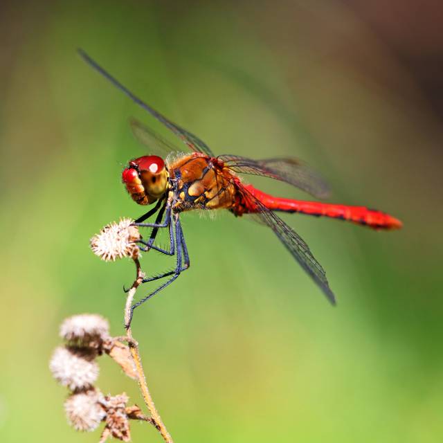 Belva Red Dragonfly - Print (122cm H x 122cm W x 3.8cm D)