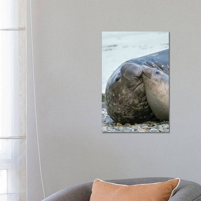 Southern Elephant Seal Bull and Female on Beach by Martin Zwick - Wrapped Canvas Photograph (66.04 cm H x 45.72 cm W x 1.91 cm D)
