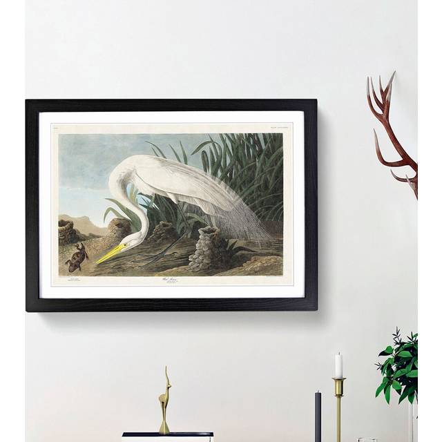 White Heron by John Audubon - Picture Frame Art Prints - Black Framed (48cm H x 65cm W x 2cm D)