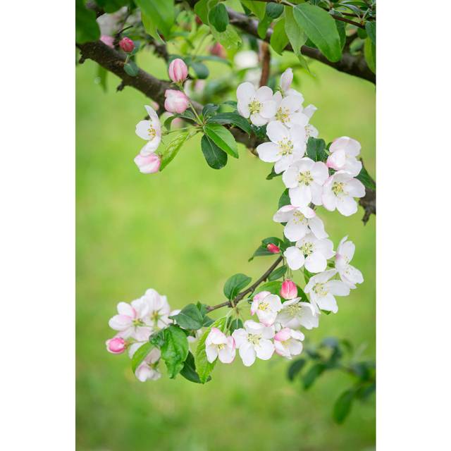 Haring Apple Blossom by Elina_Yevgrashkina - Print (30cm H x 20 cm W x 3.8cm D)