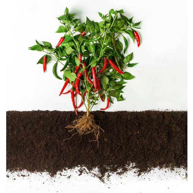Chili Pepper. by Prostock-Studio - Wrapped Canvas Photograph (76cm H x 51cm W)