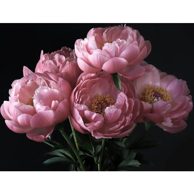 Pink Peonies Flowers by Grazziela Bursuc - Wrapped Canvas Photograph (30.48cm x 30.48cm)
