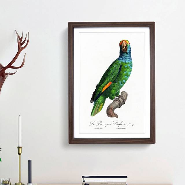 Blue Cheeked Amazon Parrot by F. Levaillant - Picture Frame Painting Print - Walnut Framed (36cm H x 27cm W x 2cm D)