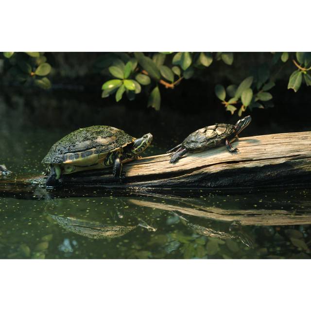 River Cooter and Eastern Painted Turtle - Wrapped Canvas Photograph (30cm H x 46cm W)