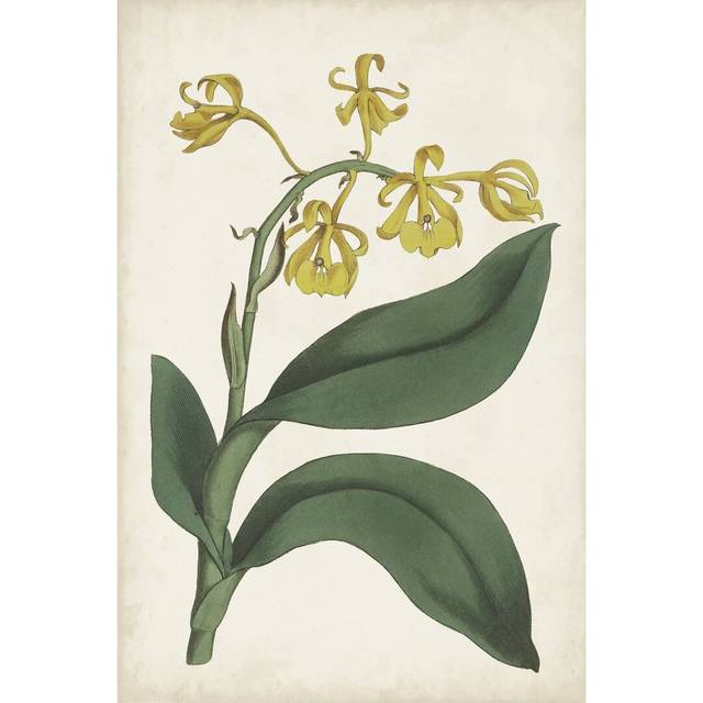 Antique Botanical Collection X by Ridgeway - Wrapped Canvas Art Prints (122cm H x 81cm W x 3.8cm D)