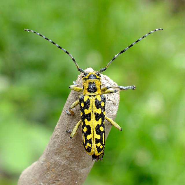 Ressington Ladder-Marked Long Horn Beetle by Remus86 - Wrapped Canvas Photograph (30cm H x 30cm W x 3.8cm D)