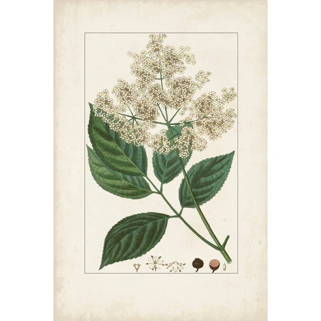 Antique Turpin Botanical V by Turpin - Wrapped Canvas Art Prints (122cm H x 81cm W)