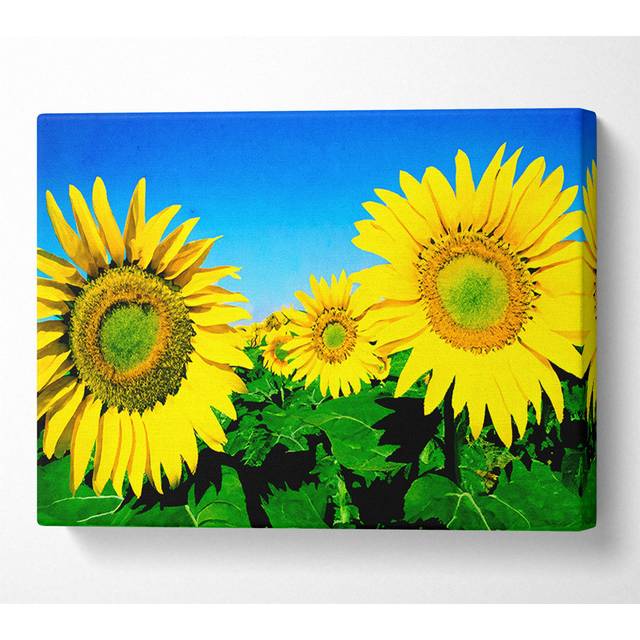 Huge Sunflower Heads in the Blue Cloudless Sky - Wrapped Canvas Art Prints - Multicolour (81cm H x 121.9cm W)
