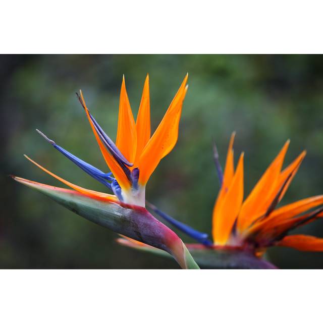 Bird Of Paradise Flower (20cm H x 30cm W x 3.8cm D)