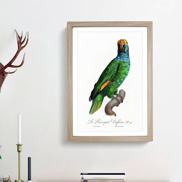 Blue Cheeked Amazon Parrot by F. Levaillant - Picture Frame Painting Print - Oak Framed (65cm H x 48cm W x 2cm D)