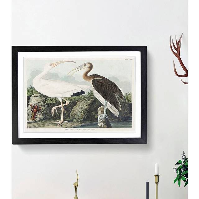 White Ibis Bird & Lobster by John Audubon - Picture Frame Art Prints - Black Framed (48cm H x 65cm W x 2cm D)
