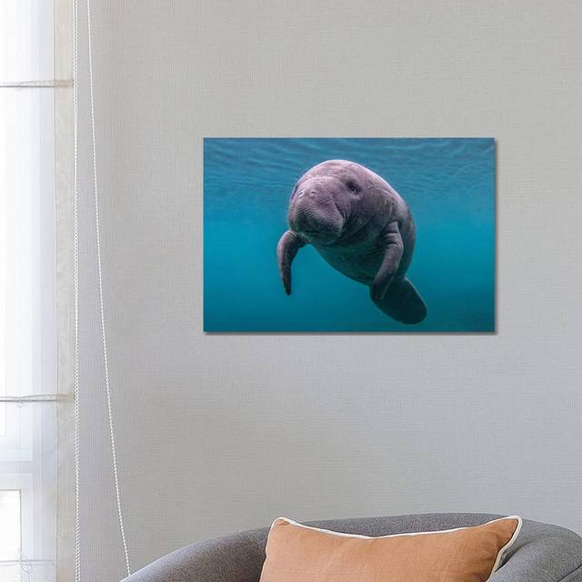 Baby Florida Manatee by Eric Fisher - Wrapped Canvas Photograph (66.04 cm H x 45.72 cm W x 1.91 cm D)