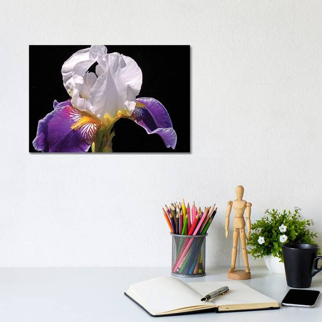 White and Purple Iris by Brian Wolf - Wrapped Canvas Art Prints (20.32cm H x 30.48cm W)