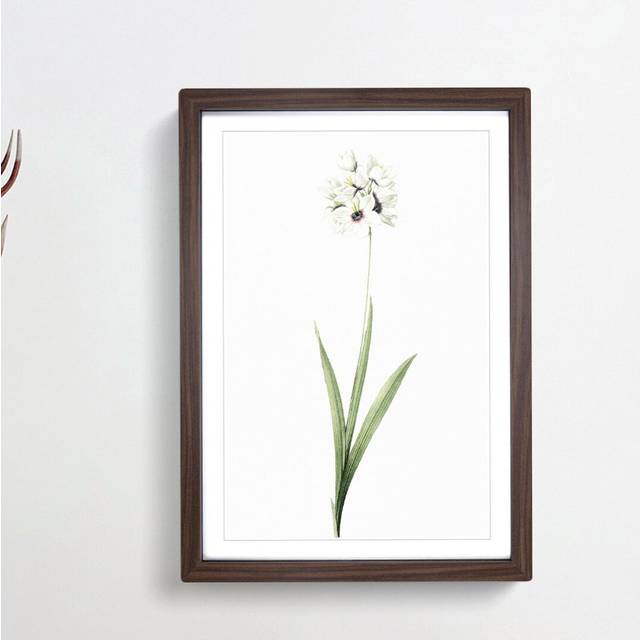 African Corn Lily Flowers by Pierre-Joseph Redoute - Picture Frame Painting Print on Paper - Walnut Framed (63cm H x 45cm W x 2cm D)