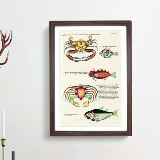 East Indies Fish & Crab Illustrations XLIX by Louis Renard - Picture Frame Painting Print - Walnut Framed (36cm H x 27cm W x 2cm D)