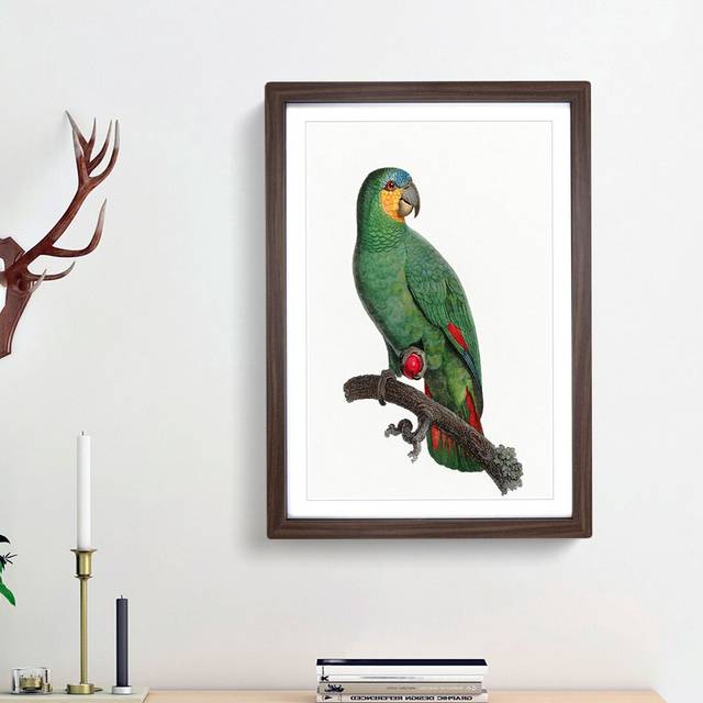 An Orange Winged Amazon Parrot by F. Levaillant - Picture Frame Painting Print on Paper - Walnut Framed (33cm H x 24cm W x 2cm D)
