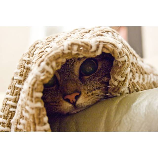 Cat with Pink Nose Peaking Out from Under a Blanket by Lee Peers - Wrapped Canvas Photograph (60.96cm H x 91.44cm W)