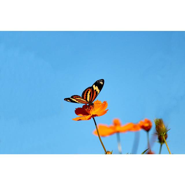 Butterfly Ãâ¬â Rhopalocera - Wrapped Canvas Art Prints (20cm H x 30cm W x 3.8cm D)