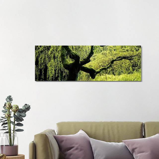 Moss Growing on the Trunk of a Weeping Willow Tree, Japanese Garden - Wrapped Canvas Panoramic Photograph (40.64cm H x 121.92cm W x 1.905cm D)