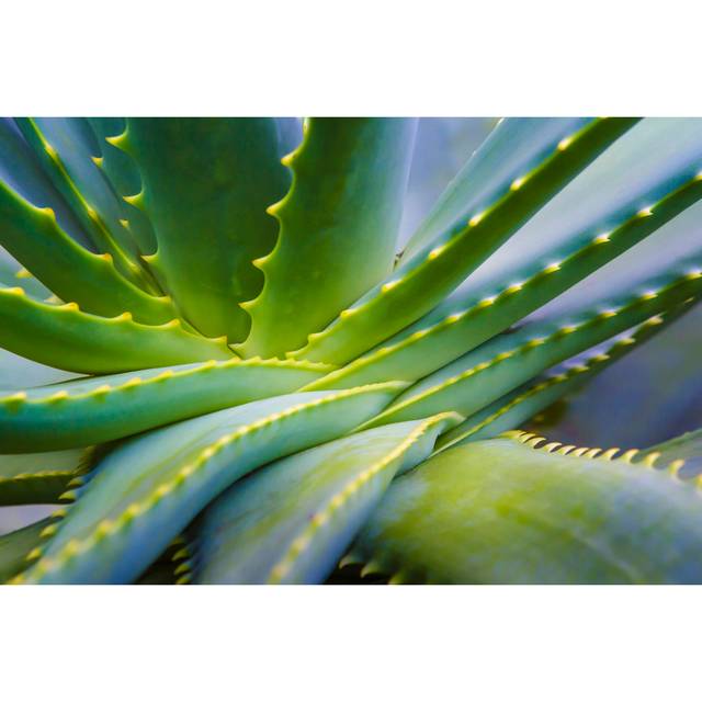 Aloe Vera Plant Close Up by Gooutsidenow - Wrapped Canvas Photograph (81.28cm H x 121.92cm W)
