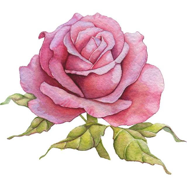Watercolor Rose (30cm H x 30cm W 3.8cm D)